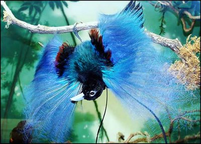 bird of paradise.jpg