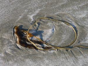 Kelp on beach.jpg