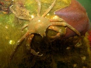 Kelp crab.JPG